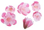 MAGNOLIA CIENIOWANA RÓŻOWA - obrazek 2